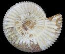 2" Perisphinctes Ammonites Fossils - Madagascar - Photo 4